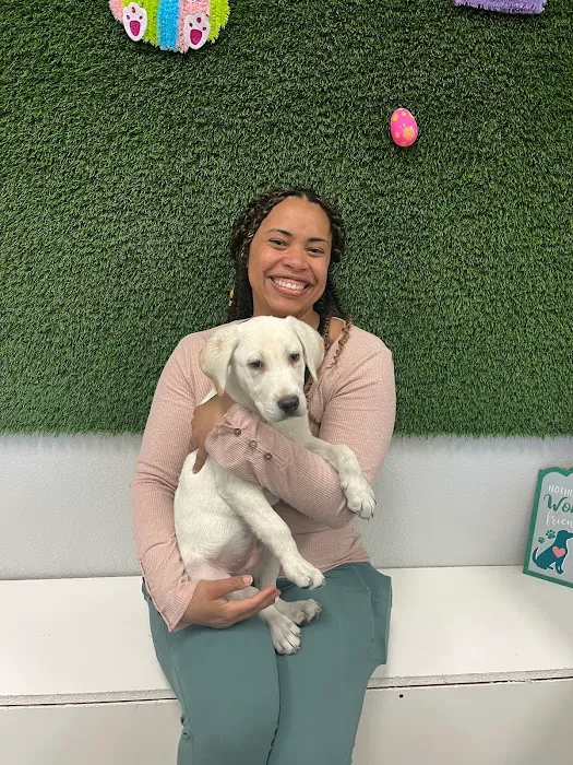 Puppies For Less - Rancho Las Vegas Picture 4