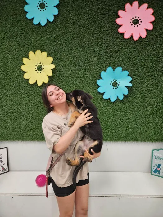 Puppies For Less - Rancho Las Vegas Picture 7