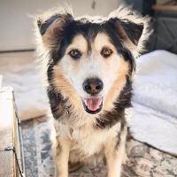 VCA Cheshire Animal Hospital ico