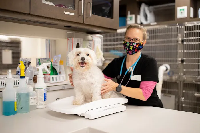 VCA Cheshire Animal Hospital Picture 5