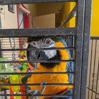 For the Birds ico