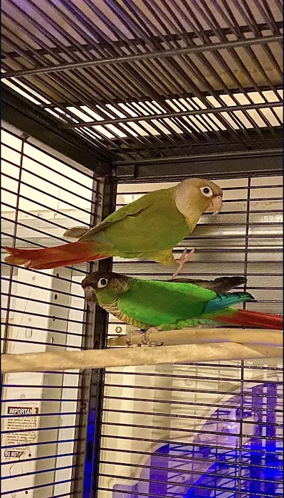 For the Birds Picture 8