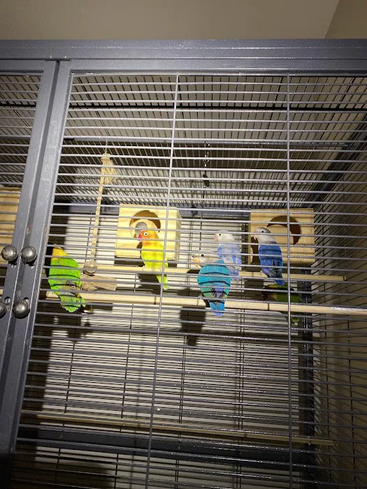 For the Birds Picture 9