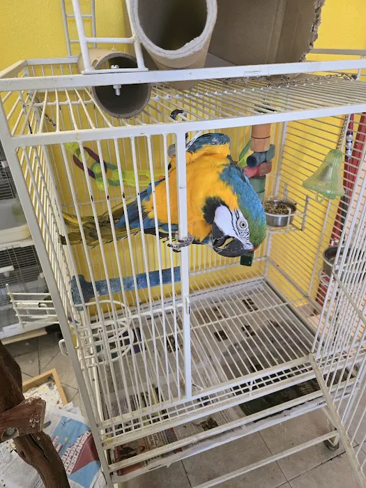 For the Birds Picture 10
