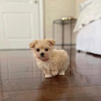 Las vegas poodles ico