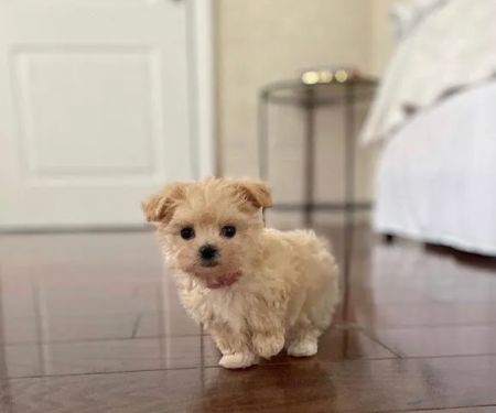 Las vegas poodles