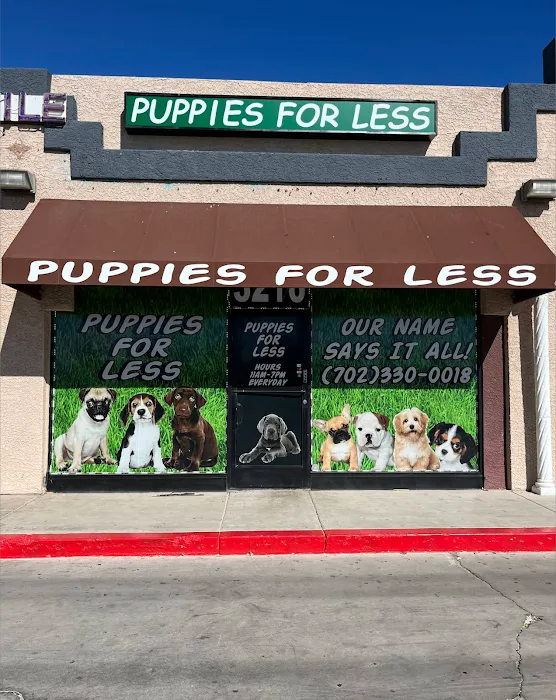 Las vegas poodles Picture 10