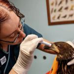 Kensington Bird & Animal Hospital