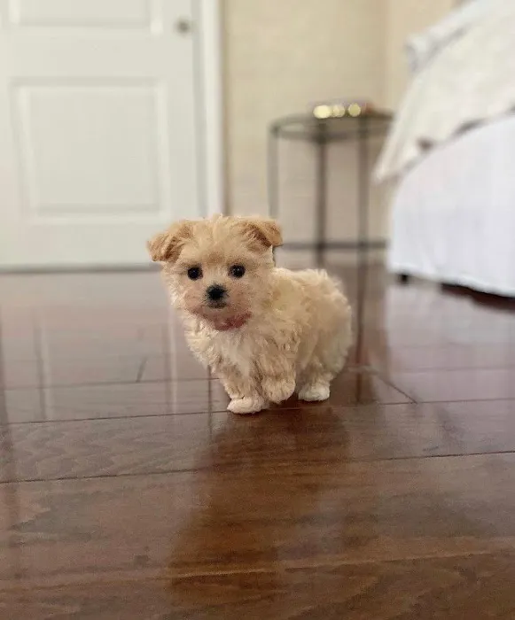 Las Vegas yorkies Picture 1