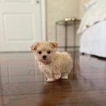 Las Vegas yorkies