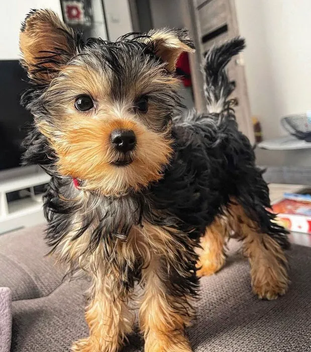 Las Vegas yorkies Picture 4