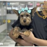 Puppy Boutique Las Vegas
