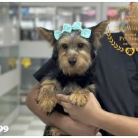 Puppy Boutique Las Vegas ico
