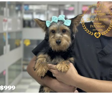 Puppy Boutique Las Vegas