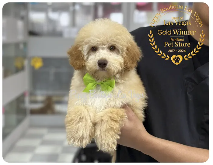 Puppy Boutique Las Vegas Picture 7