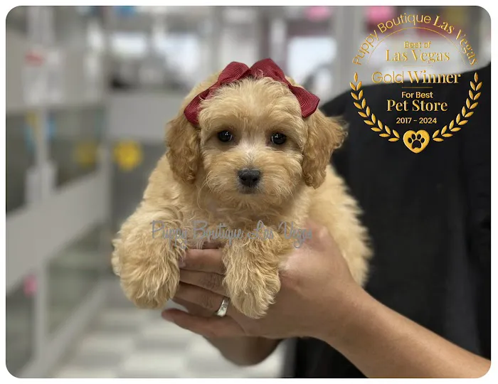 Puppy Boutique Las Vegas Picture 4