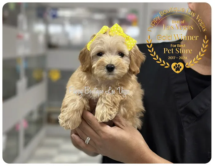 Puppy Boutique Las Vegas Picture 8