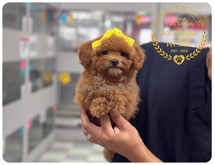 Puppy Boutique Las Vegas Picture 9