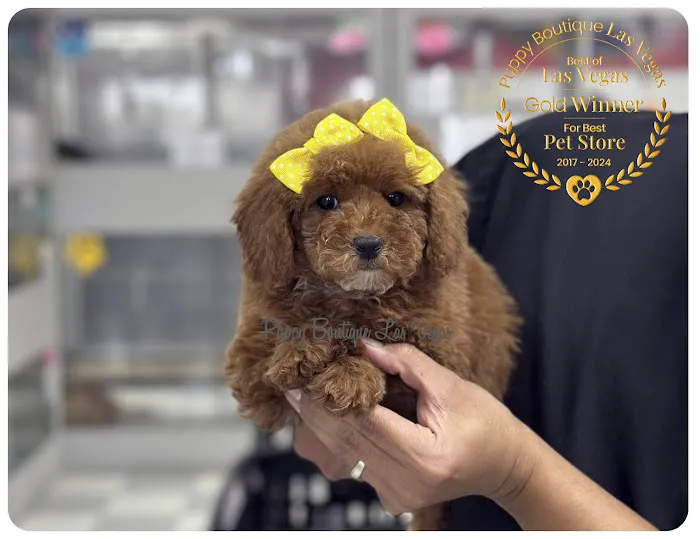 Puppy Boutique Las Vegas Picture 6