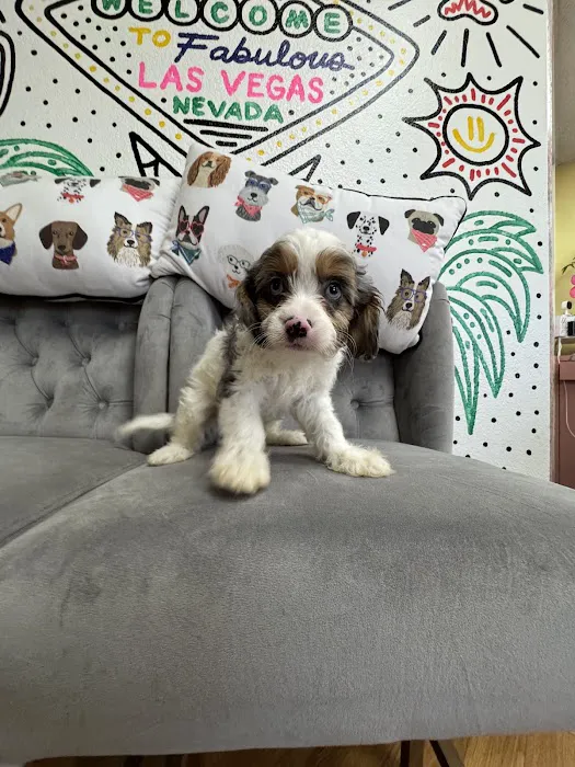 Paws and Whiskers Pet Shop Picture 5