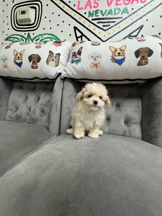 Paws and Whiskers Pet Shop Picture 3
