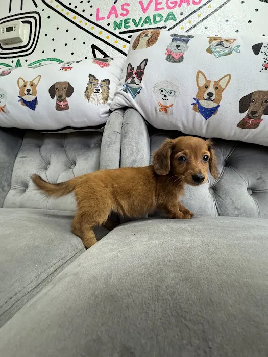 Paws and Whiskers Pet Shop Picture 4