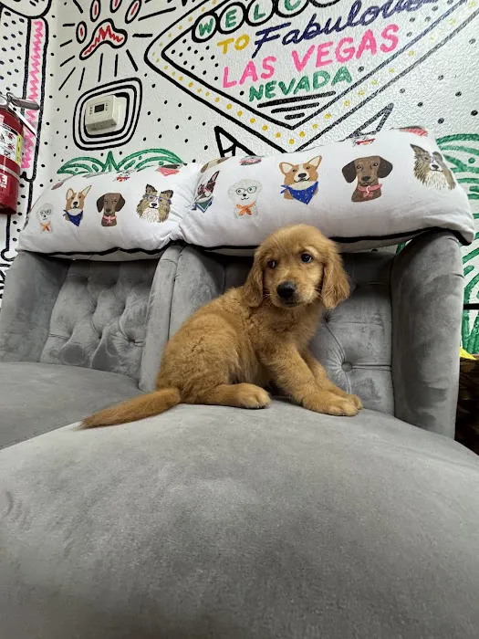 Paws and Whiskers Pet Shop Picture 1