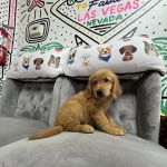 Paws and Whiskers Pet Shop