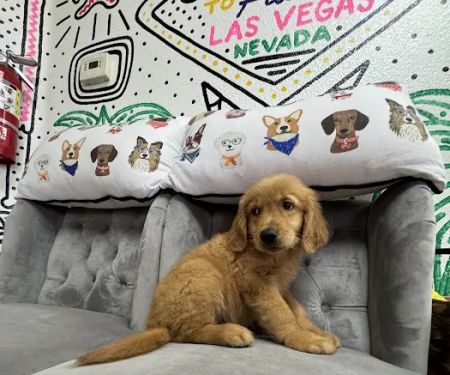 Paws and Whiskers Pet Shop