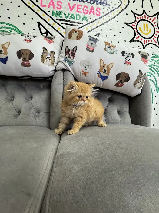 Paws and Whiskers Pet Shop Picture 8