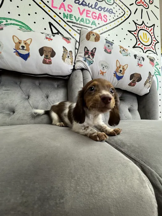 Paws and Whiskers Pet Shop Picture 10
