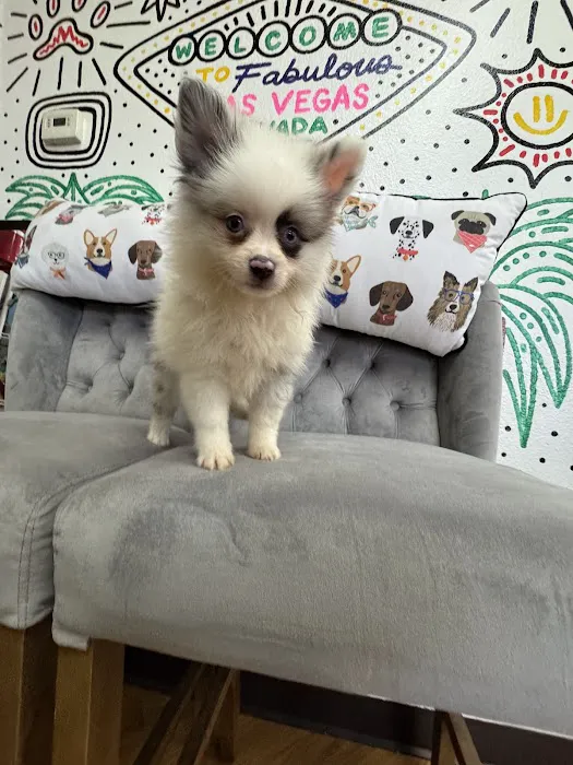 Paws and Whiskers Pet Shop Picture 9
