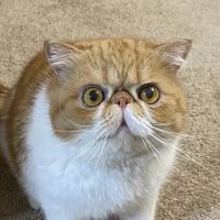 Mount Carmel Veterinary Hospital ico