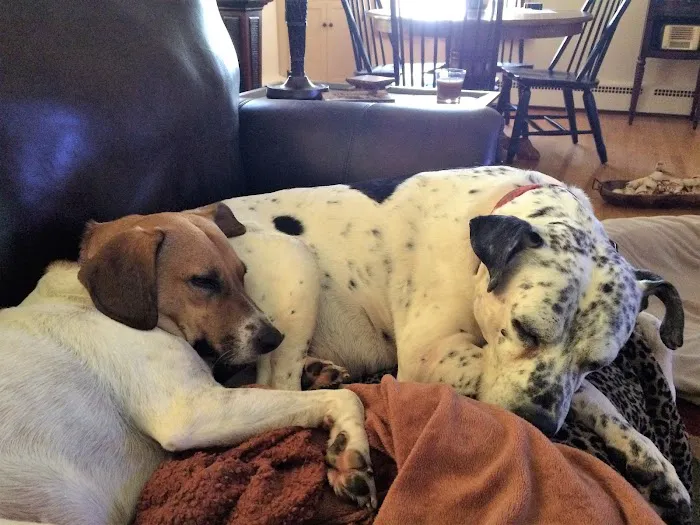 Mount Carmel Veterinary Hospital Picture 7