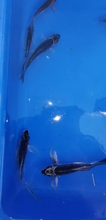 K2 koi Picture 7