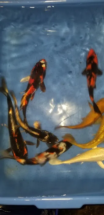 K2 koi Picture 1