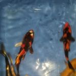 K2 koi