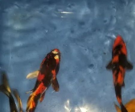 K2 koi