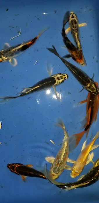 K2 koi Picture 6