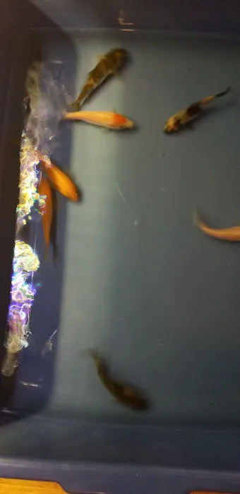 K2 koi Picture 5