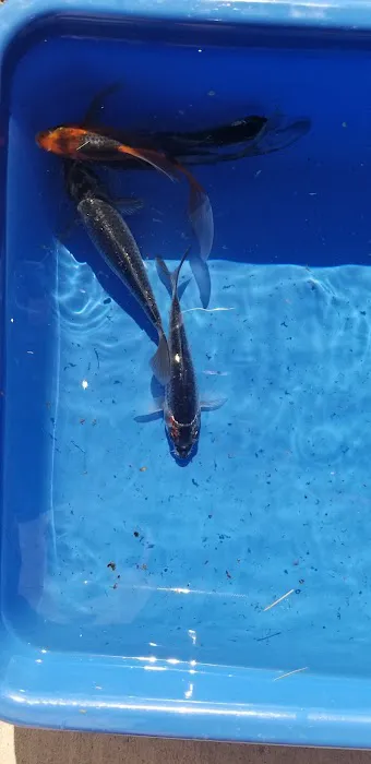 K2 koi Picture 3