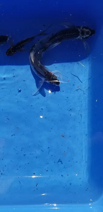 K2 koi Picture 8