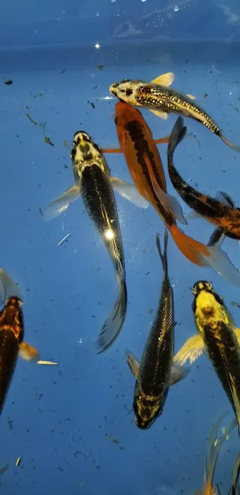 K2 koi Picture 9
