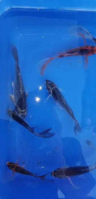 K2 koi Picture 10