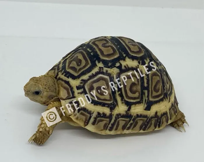 Freddy's Reptiles, LLC Picture 7