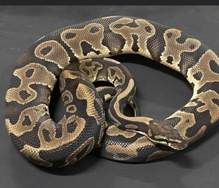 Freddy's Reptiles, LLC Picture 9