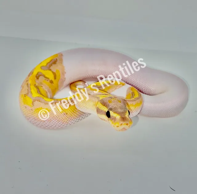 Freddy's Reptiles, LLC Picture 4