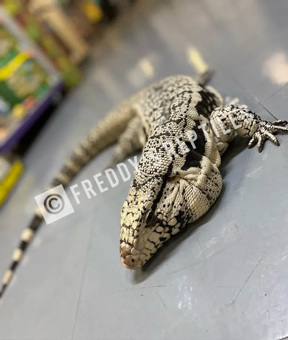 Freddy's Reptiles, LLC Picture 10