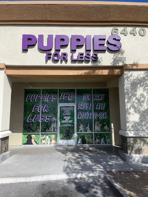 Puppies For Less - Sky Pointe Las Vegas Picture 8