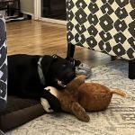 Dog Supplies Outlet